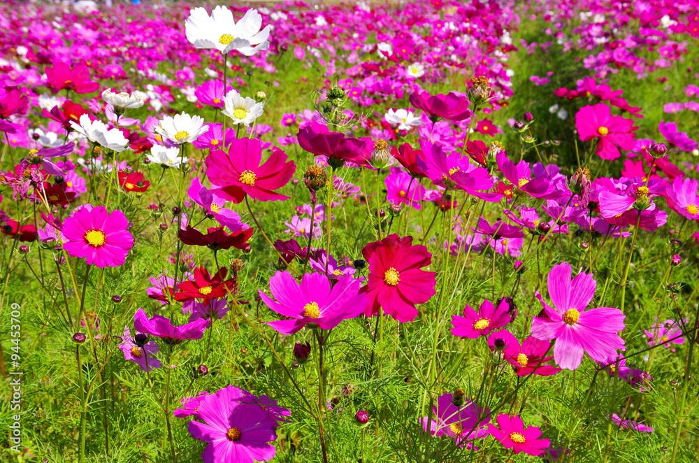Obraz premium コスモス畑
