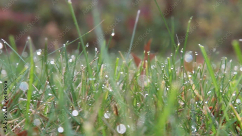 Blurred grass background with water drops. Blurred grass background with water drops.