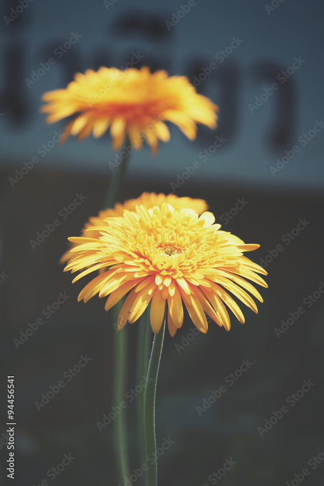 Naklejka premium Gerbera flowers