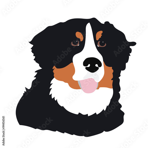 Bernese Mountain Dog