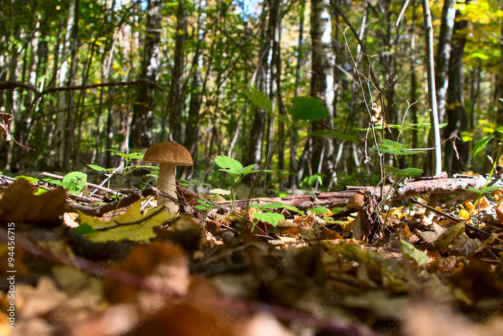 Obraz premium boletus edulis in the forest