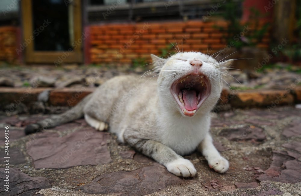 Cute  cats are yawned