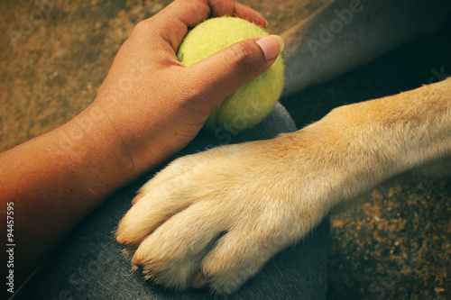 Feet of labrador dog playing ball © Successo images