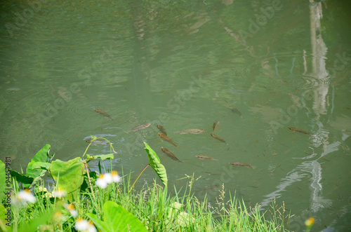 Fish swim in canal