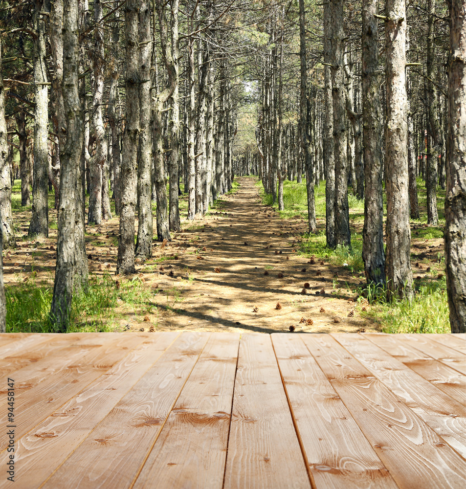Fototapeta premium Beautiful forest. Nature background