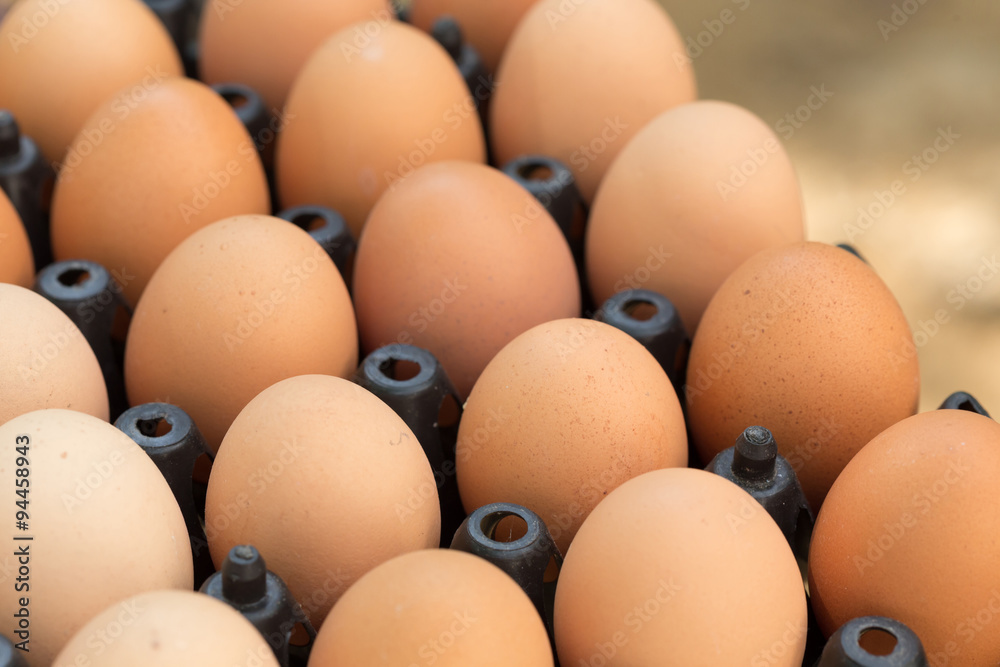 fresh organic eggs from chicken farm agriculture for sale fresh organic eggs from chicken farm agriculture for sale