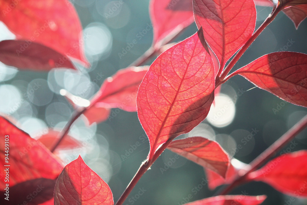 Red leaves in autumn Red leaves in autumn
