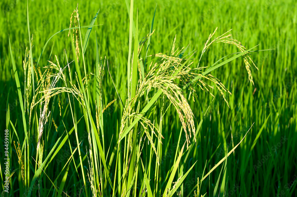 Paddy produce grain in rainy season in warm light, Thailand Paddy produce grain in rainy season in warm light, Thailand