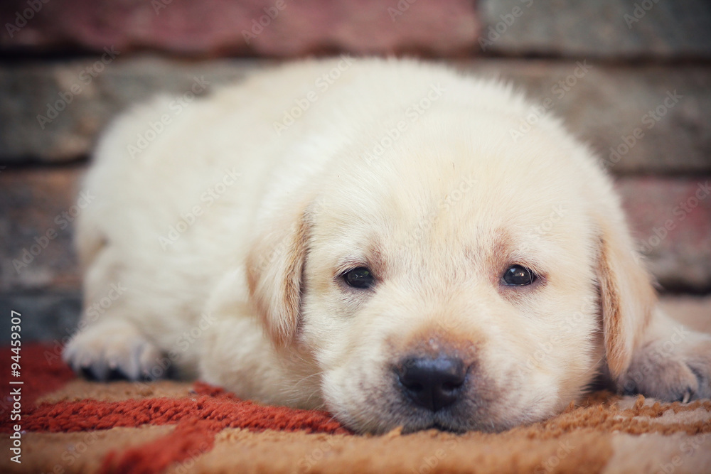 Labrador puppy dog