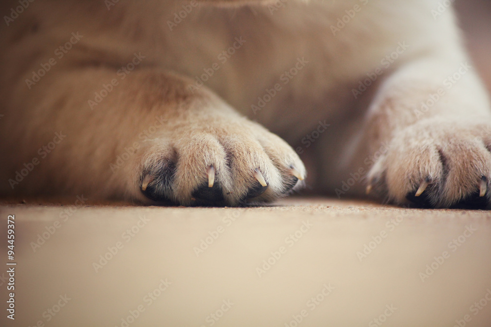 Obraz premium Feet of labrador puppy dog
