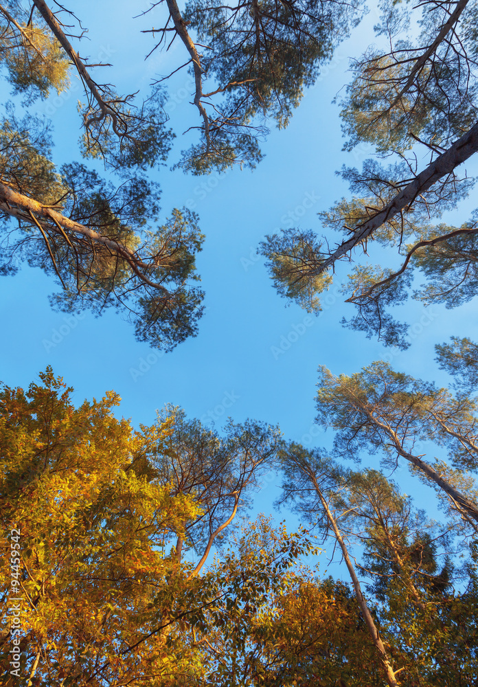 Obraz premium Wald von unten