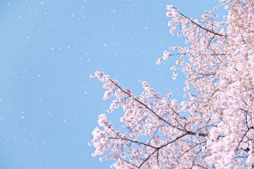 Crédence de cuisine Fleur de cerisier Sakura japonais sous ciel azur  © blew_f