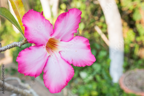 Desert Rose flower