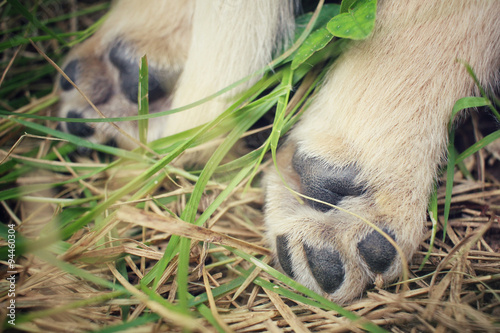 Feet of labrador puppy dog © Successo images