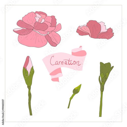 illustration Delicate carnation flower
