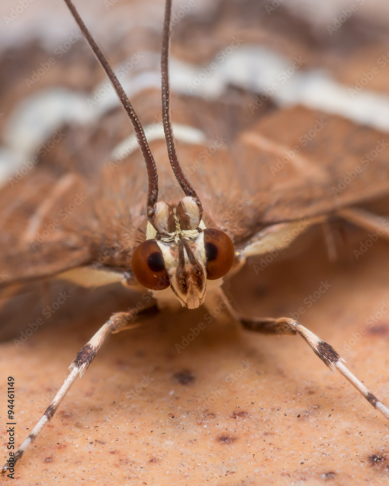 Hawaiian Beet Webworm Moth (Spoladea Recurvalis) Close up - obrazy, fototapety, plakaty 