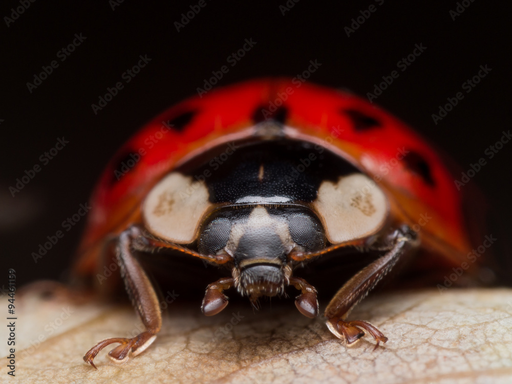 Naklejka premium Close up Portrait of Asain Lady Beetle (Ladybug) on Fallen Leaf