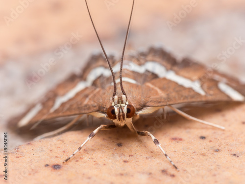 Hawaiian Beet Webworm Moth (Spoladea Recurvalis) Close up