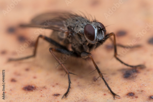 Close up Photo of House Fly on Brown Spotted Surface