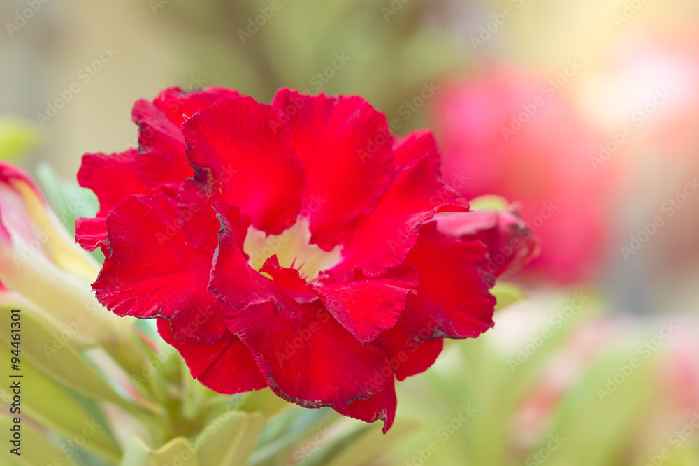 flower flower
