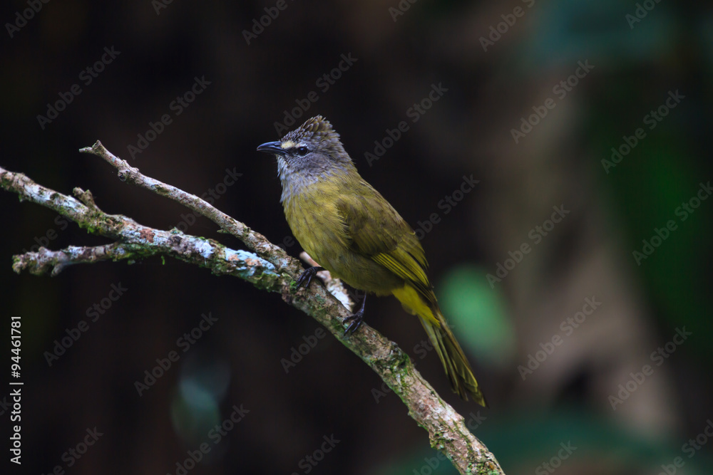 Fototapeta premium beautiful flavescent bulbul