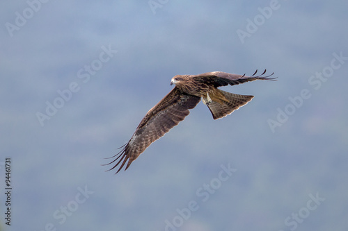 Black Kite   Milvus migrans   flying