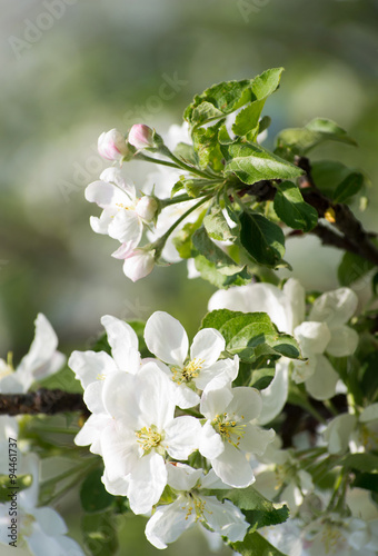 spring blossom