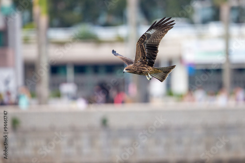 Black Kite  (Milvus migrans)  flying in city with blur city background