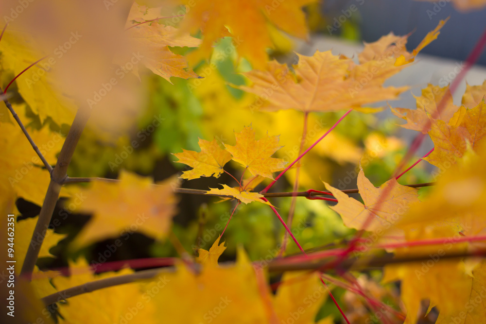 Colourful leaves in autumn season. Colourful leaves in autumn season.