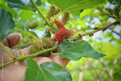 Mulberry tree with hand