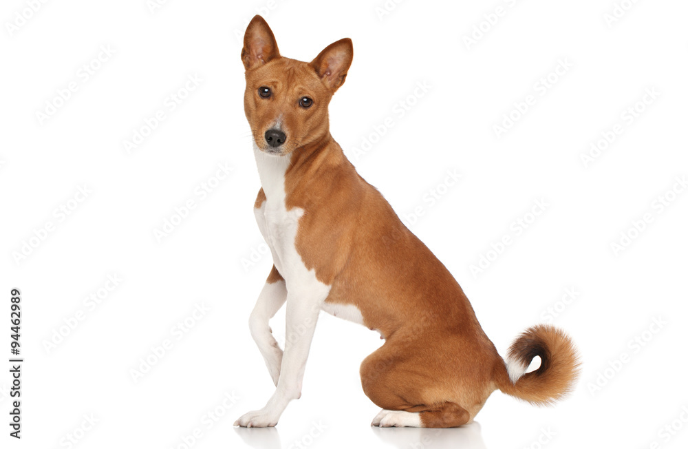 Basenji dog Basenji dog