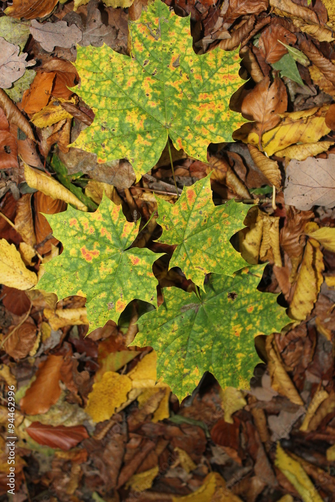 Blätter im Herbstwald