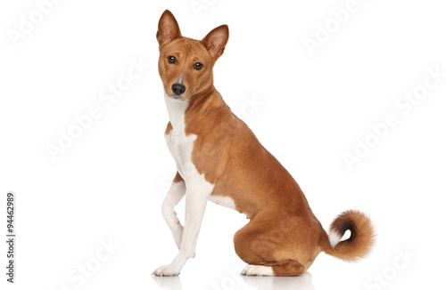 Fototapeta Naklejka Na Ścianę i Meble -  Basenji dog