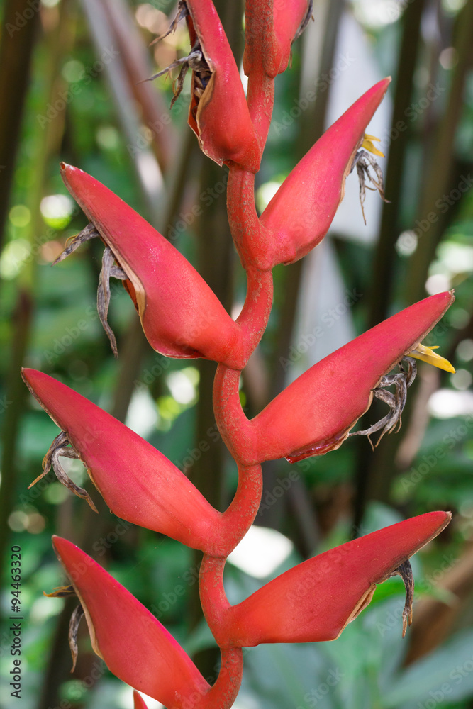 Heliconia Pendula - Hanging Crab Claw Flower
