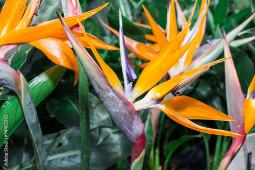 Colorful of Bird of paradise flower blossom 