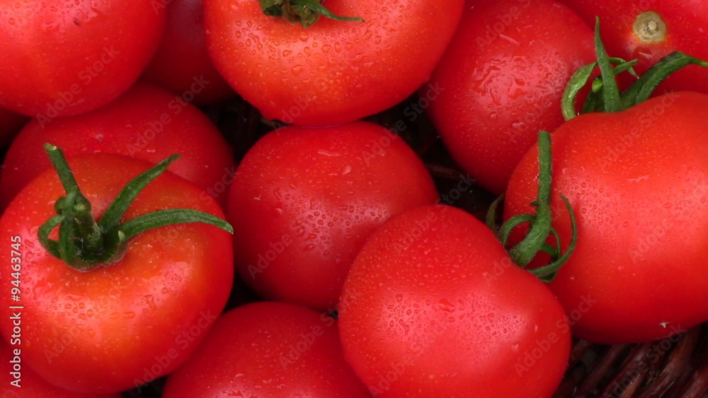 freshly picked tomatoes from the farm freshly picked tomatoes from the farm