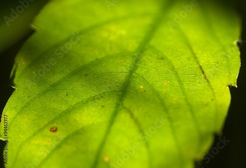 Green leaves with sun light, Soft focus