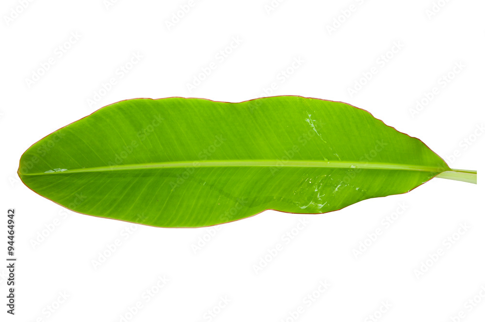 Obraz premium Banana leaf