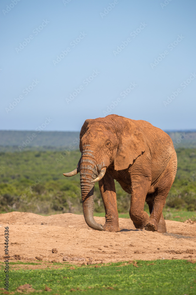 Fototapeta premium Elephants in Addo National Park in South Africa