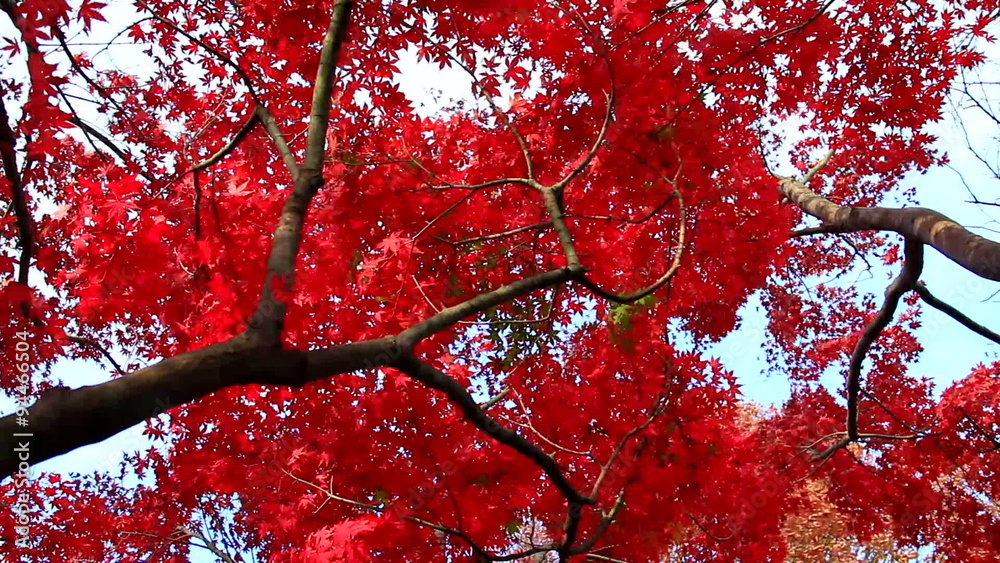 Red Maple Tree In November Autumn Fall Weather Japan ,HD Red Maple Tree In November Autumn Fall Weather Japan ,HD