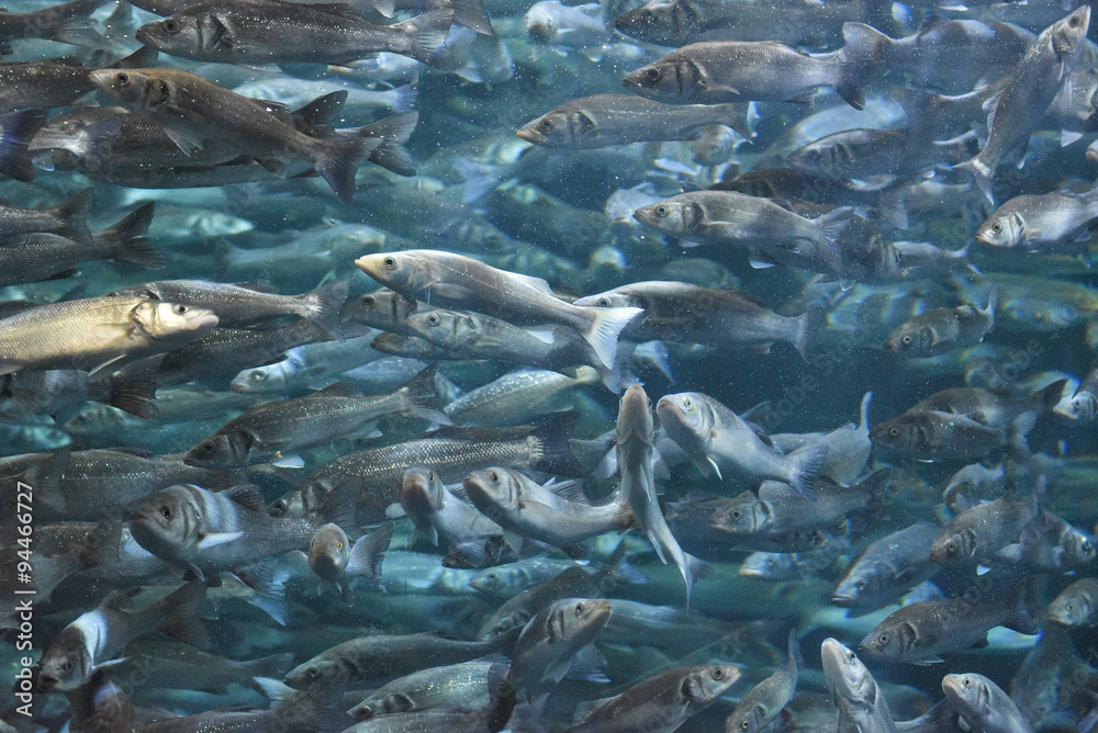 A lot of sea fish in the clear water A lot of sea fish in the clear water