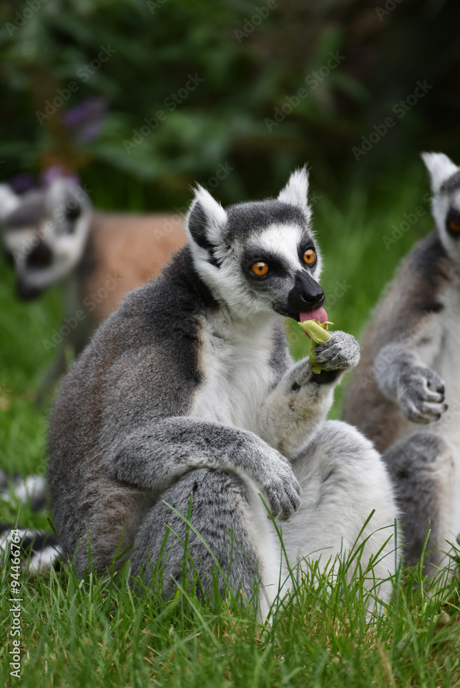 Fototapeta premium Lemur eating outdoors