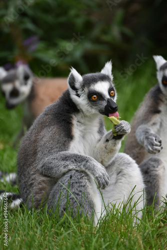 Lemur eating outdoors