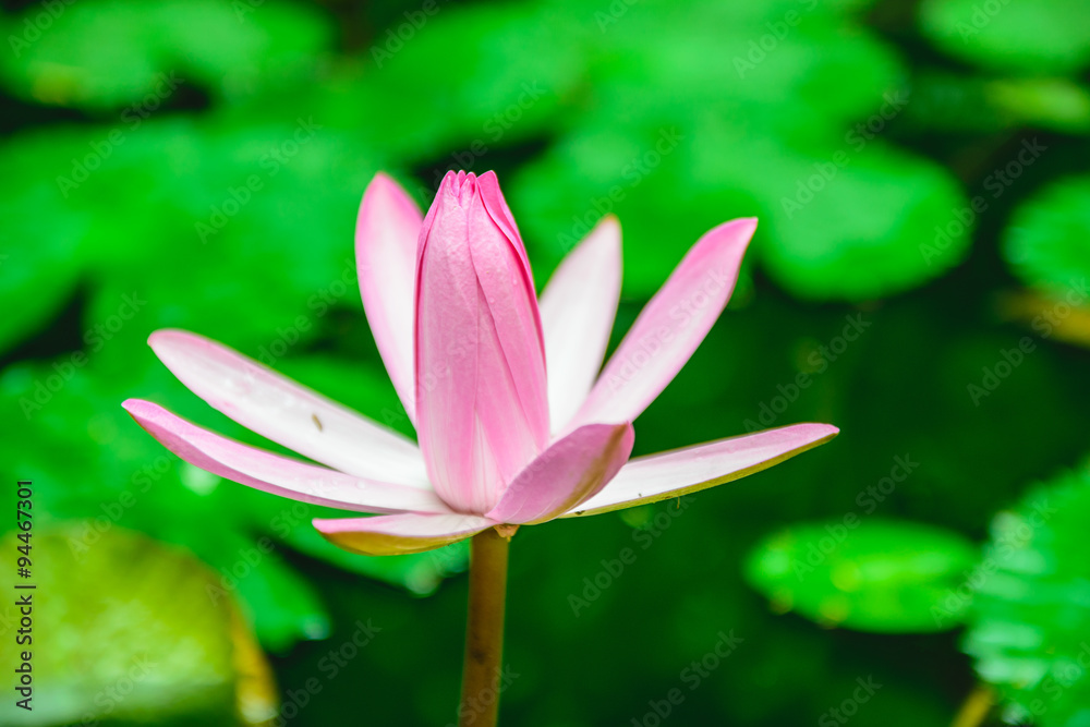 Obraz premium Lotus