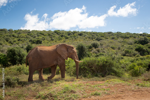 Elephants in Addo National Park in South Africa