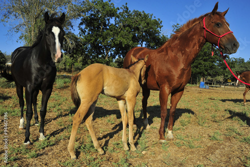 Portrait of a brown foal with a mare