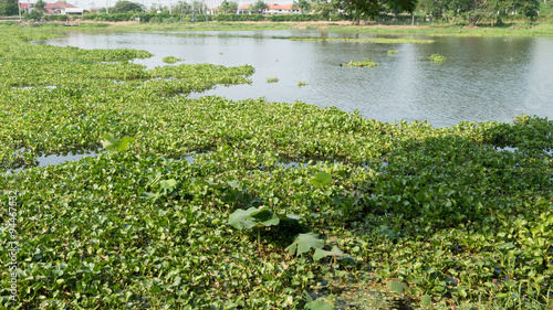 water hyacinth in the river, eichhornia crassipes
