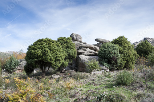 Specimen of Cade tree, Juniperus oxycedrus. It is a species of juniper, native across the Mediterranean region. Photo taken in La Barranca Valley, in Guadarrama Mountains, Madrid, Spain.