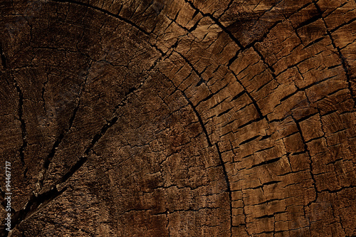 wood texture of cut tree
