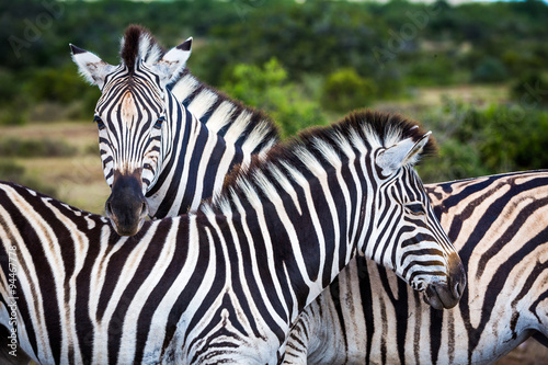 Two zebras playing with each other  South Africa.